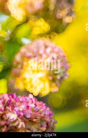 Hortensia d'aspect vintage, fond de fleur flou, bokeh circulaire abstrait Banque D'Images