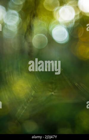 Arrière-plan abstrait de nature défoqué, lumières de bokeh, arrière-plan flou naturel Banque D'Images