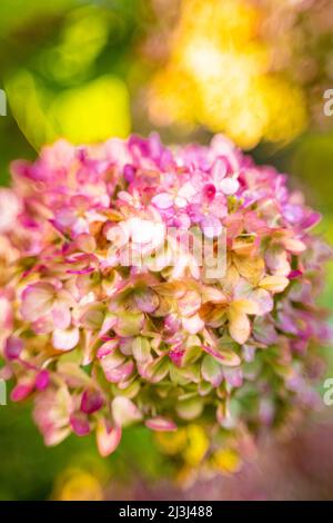 Hortensia d'aspect vintage, fond de fleur flou, bokeh circulaire abstrait Banque D'Images