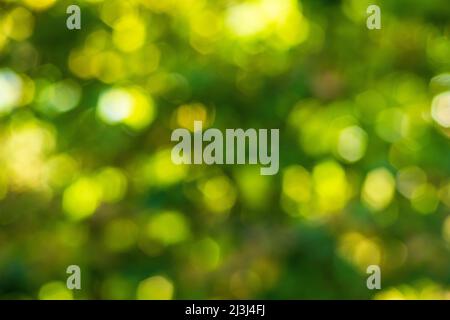 Arrière-plan naturel abstrait défoqué avec des feuilles et des lumières de bokeh de la forêt naturelle Banque D'Images