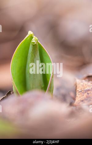 Gros plan, des feuilles de tulipe vertes jadent du sol au printemps Banque D'Images