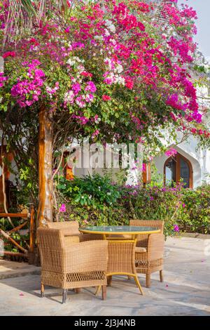 Une fleur de bougainvilliers luxuriante dans un complexe tropical, Banque D'Images