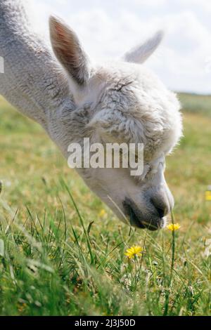 Chef de pâturage alpaga sur l'île de Langeoog, Allemagne Banque D'Images