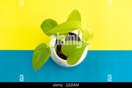 Maison plante potus, pothos, potos, en pot blanc, jaune et couleur de fond bleu-vert. Nom scientifique Epipremnum aureum. Banque D'Images