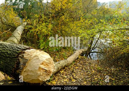 Europe, Allemagne, Hesse, Lahn-Dill-Bergland, Gleiberger Land, Automne dans les prés de la Lahn, réserve naturelle 'Sändchen' près d'Atzbach, traces d'alimentation des castors sur le bois de peuplier, arbres abattus Banque D'Images