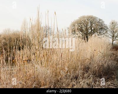 Europe, Allemagne, Hesse, Hesse, hiar atmosphère de gel dans les prés de la rivière Lahn près de Lahntal, saule bosquet, chêne Banque D'Images