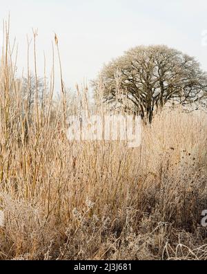 Europe, Allemagne, Hesse, haies atmosphère dans les prés de la rivière Lahn près de Lahntal, saule bosquet, chêne Banque D'Images