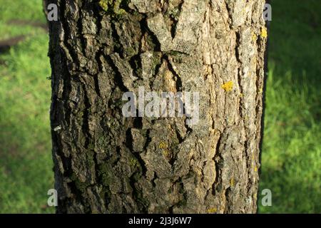 Arbre de chêne à texture écorce à Etna Park, Sicile Banque D'Images