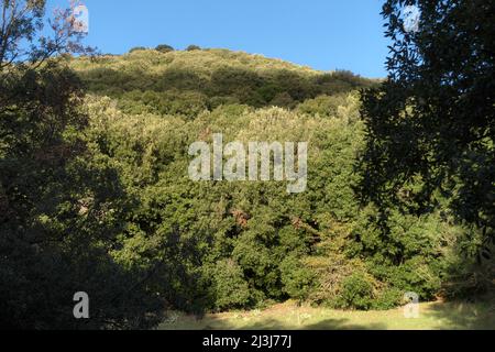 Pittoresque Mont Minardo, arbres de chênes couverts dans le parc de l'Etna, Sicile Banque D'Images