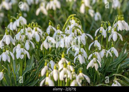 Harbinger de printemps, des gouttes de neige en fleurs, Galanthus nivalis, Bavière, Allemagne, Europe Banque D'Images