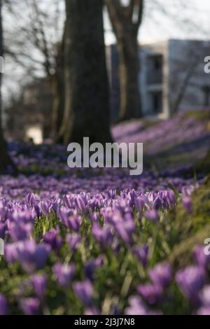 Crocus fleuri coloré dans le parc du château de Husum, Allemagne Banque D'Images