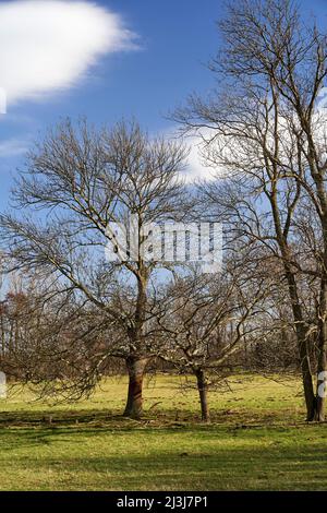 Pré fluviale de l'Elster blanc entre Bornitz près de Zeitz et Göbitz, Burgenlandkreis, Saxe-Anhalt, Allemagne Banque D'Images