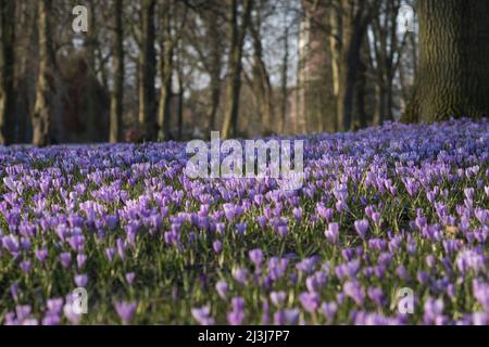 Crocus fleuri coloré dans le parc du château de Husum, Allemagne Banque D'Images