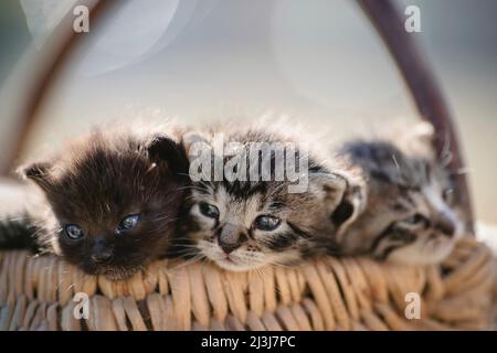 Trois chatons dans un panier. Banque D'Images