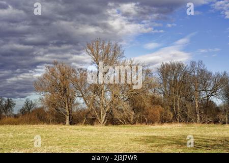 Pré fluviale de l'Elster blanc entre Bornitz près de Zeitz et Göbitz, Burgenlandkreis, Saxe-Anhalt, Allemagne Banque D'Images