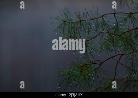 Branches d'un pin (Pinus) sur l'eau sombre, les gouttes de pluie brillent contre la lumière Banque D'Images