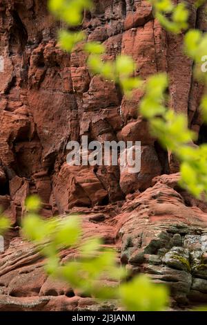 Roche de pois, massif de grès rouge, France, Lorraine, département de Moselle, Bitcherland, Parc régional des Vosges du Nord, Réserve de biosphère de Pfälzerwald-Nordvosges Banque D'Images