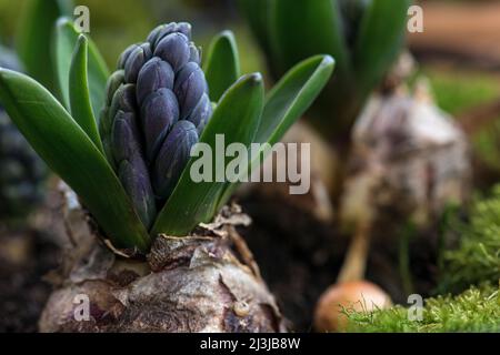 Jacinthe (jacinthus), jacinthe de jardin, bulbe avec boutons de fleurs Banque D'Images