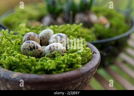 Pot en argile avec nid de mousse et œufs de caille, décoration naturelle Banque D'Images