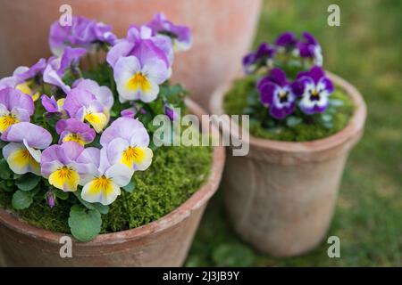 Pots aux violettes colorées (Viola cornuta) Banque D'Images