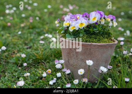 Violet corné (Viola cornuta) dans une marmite, fleurs en violet et jaune délicat, prairie avec pâquerettes Banque D'Images