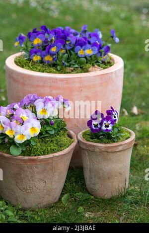 Pots aux violettes colorées (Viola cornuta) Banque D'Images