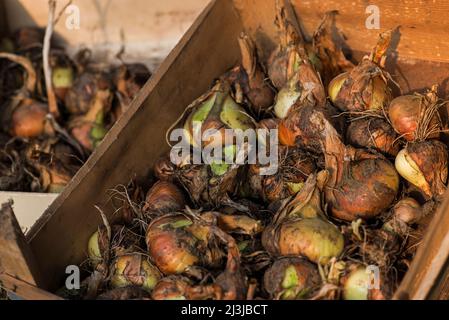 Oignons (Allium cesp), fraîchement récoltés dans des caisses en bois Banque D'Images