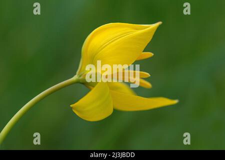 Tulipe sauvage (Tulipa sylvestris), également appelée tulipe de vignoble, France, Alsace Banque D'Images