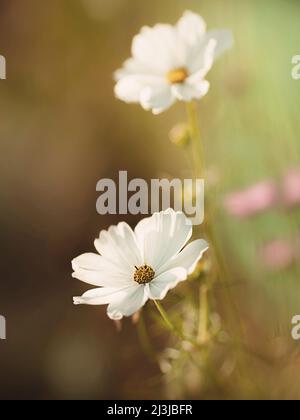Fleur, cosmétique, cosmos bipinnatus, fleur, blanc, gros plan, Banque D'Images