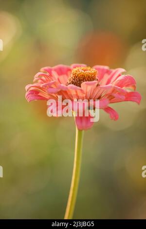 Fleur unique, Zinnia elegans, Garden zinnia Banque D'Images