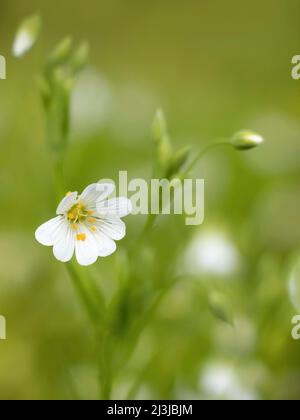 Chichweed, Stellaria holostea, fleur, bourgeons, gros plan Banque D'Images