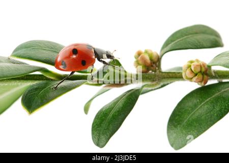 Coccinelle sur feuille verte isolée sur fond blanc Banque D'Images