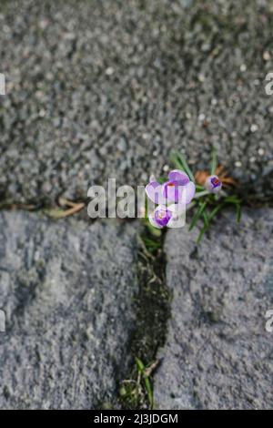 Crocuses d'en haut entre les joints d'un plancher de pierre en Allemagne Banque D'Images