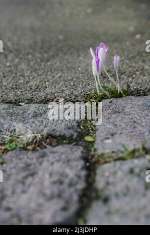 Les crocus se développent entre les joints d'un plancher de pierre en Allemagne Banque D'Images