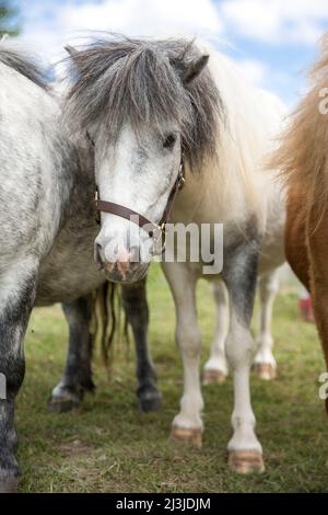 Poney gris entre deux poneys sur un pâturage en Allemagne Banque D'Images