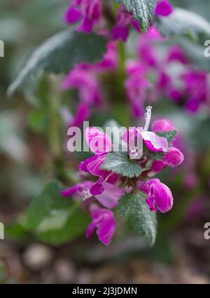 Lamium maculatum, ou ortie morte tachetée, au printemps de fleur au Royaume-Uni Banque D'Images