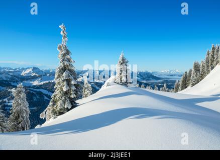 Arbres enneigés dans le paysage de montagne alpine lors d'une journée d'hiver ensoleillée au-dessus de la vallée de Balderschwang, vue de Siplingerkopf à la forêt de Bregenzer et Säntis, Allgäu Alpes, Bavière, Allemagne, Vorarlberg, Autriche, Europe Banque D'Images