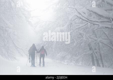 Deux randonneurs marchant sur le sentier neigeux couvert dans une journée brumeuse à Nebrodi Park, Sicile Banque D'Images