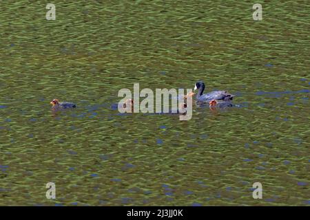 American Crat, Fulica americana, parent qui nourrit ses jeunes sur Floating Island Lake, dans le parc national de Yellowstone, aux États-Unis Banque D'Images