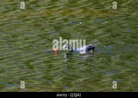 American Crat, Fulica americana, parent qui nourrit ses jeunes sur Floating Island Lake, dans le parc national de Yellowstone, aux États-Unis Banque D'Images