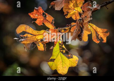Feuillage d'automne au parc national Roman Nose, dans le nord-ouest de l'Oklahoma. Banque D'Images