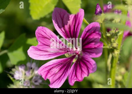 Fleur de géranium sauvage à rayures violettes, gros plan Banque D'Images