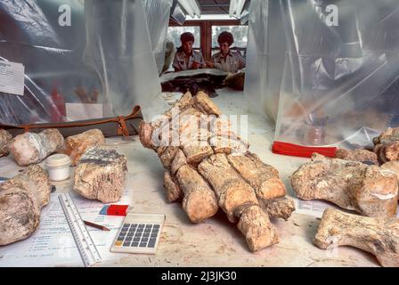 Laboratoire de paléontologie, Colombian Mammoth foot, Mammoth Hot Springs, Dakota du Sud Banque D'Images