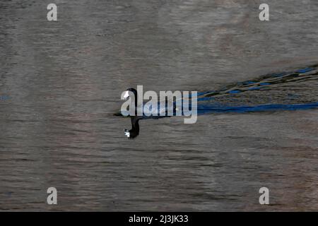 American Crat, Fulica americana, sur Floating Island Lake, dans le parc national de Yellowstone, aux États-Unis Banque D'Images