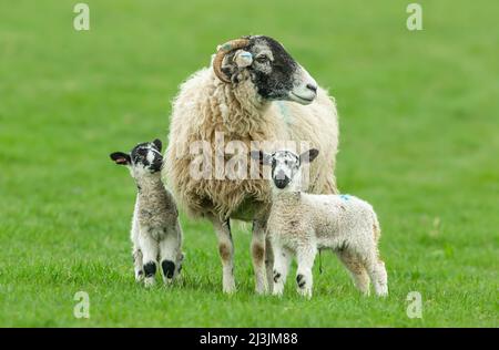 Swaledale ewe avec ses deux jeunes agneaux de mule Swaledale au début du printemps. Un agneau qui regarde sa mère avec orancé. Yorkshire Dales, Royaume-Uni. Gros plan. Banque D'Images