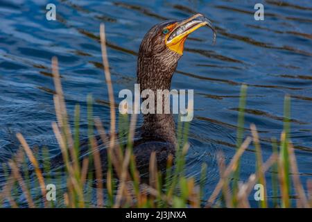 Cormorant à double crête (Phalacrocorax auritus) avec poisson... Le parc national des Everglades est un parc national situé dans l'État de Floride aux États-Unis. Les larves Banque D'Images