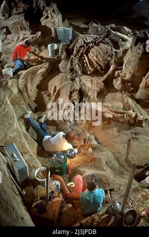 Paléontologues excavant les vestiges colombiens de mammouth, le site de Mammoth, Dakota du Sud Banque D'Images