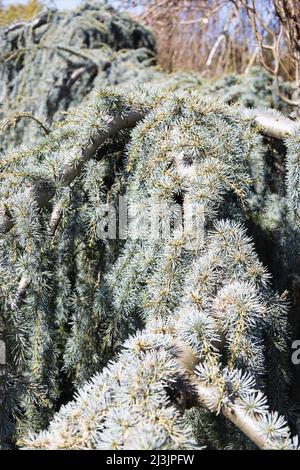 Cedrus atlantica 'glauca pendula' cèdre bleu pleureux. Banque D'Images