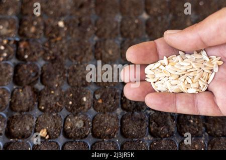 Semis de graines de concombre dans un plateau pour les semis Banque D'Images