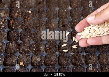 culture de semis de concombre dans un bac à semences Banque D'Images